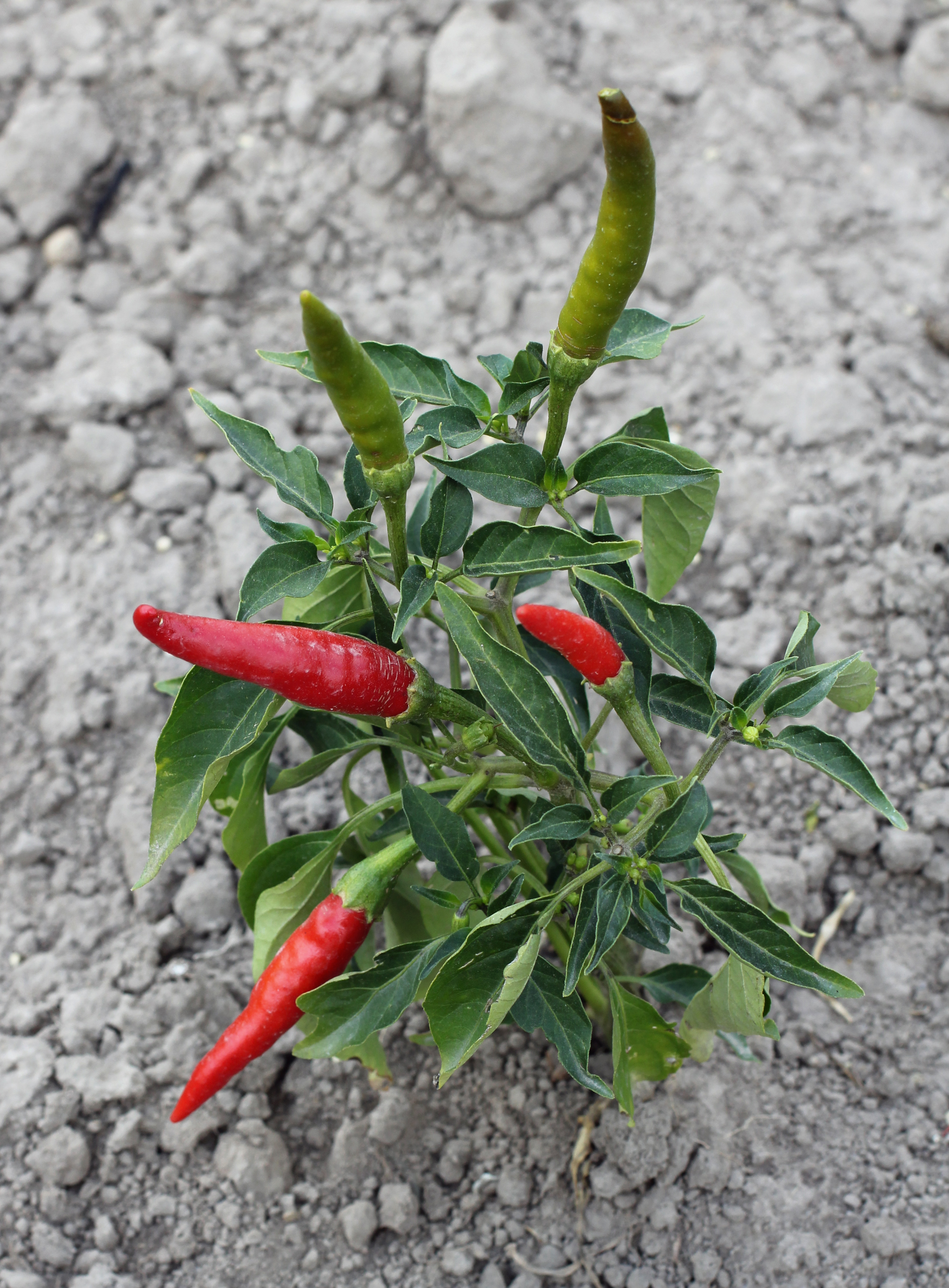 Capsicum_annuum