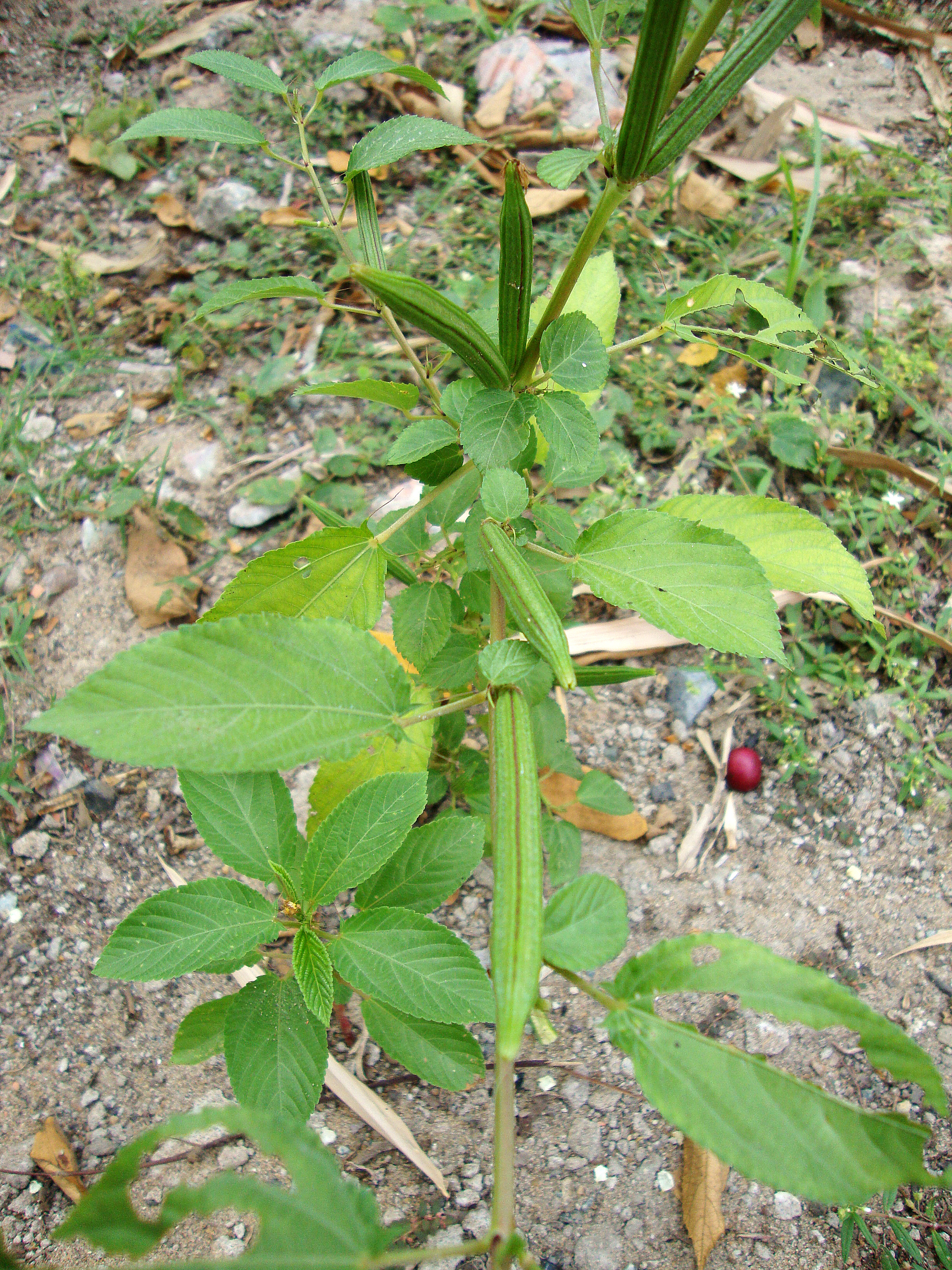 Corchorus_olitorius