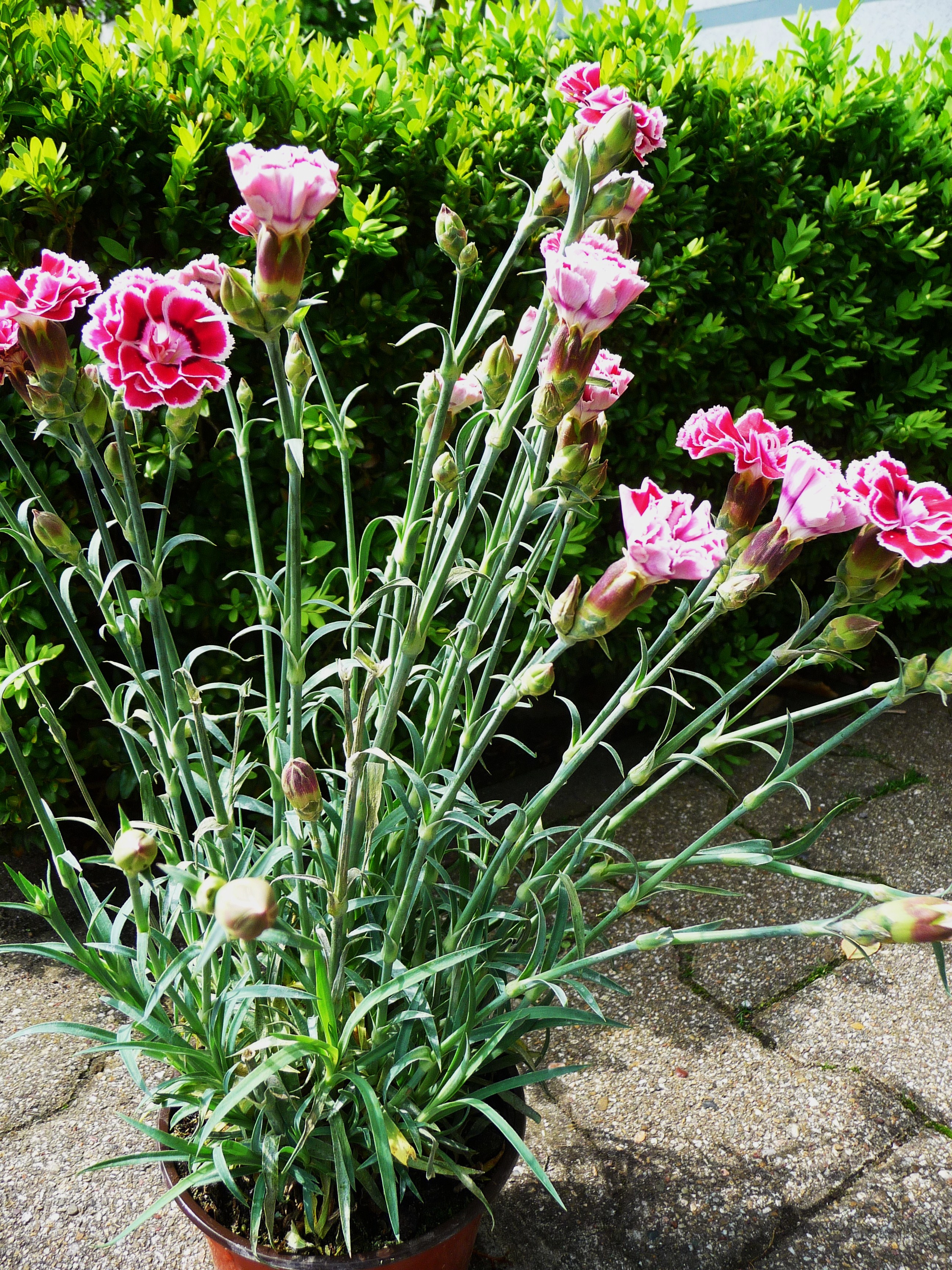 Dianthus_caryophyllus