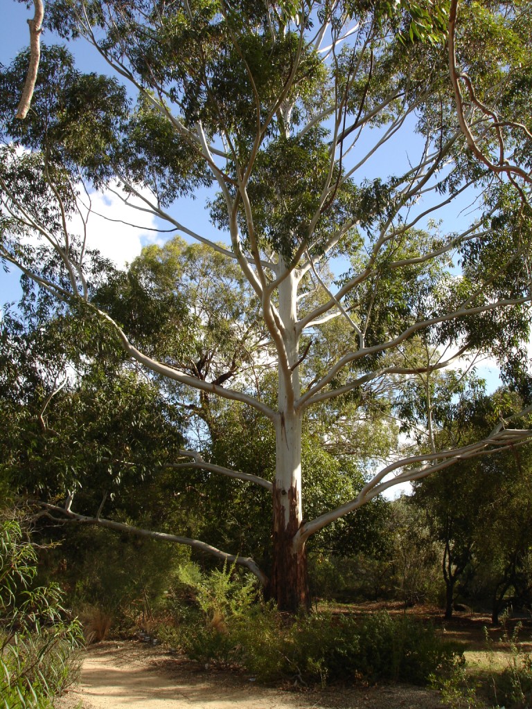 Eucalyptus_grandis