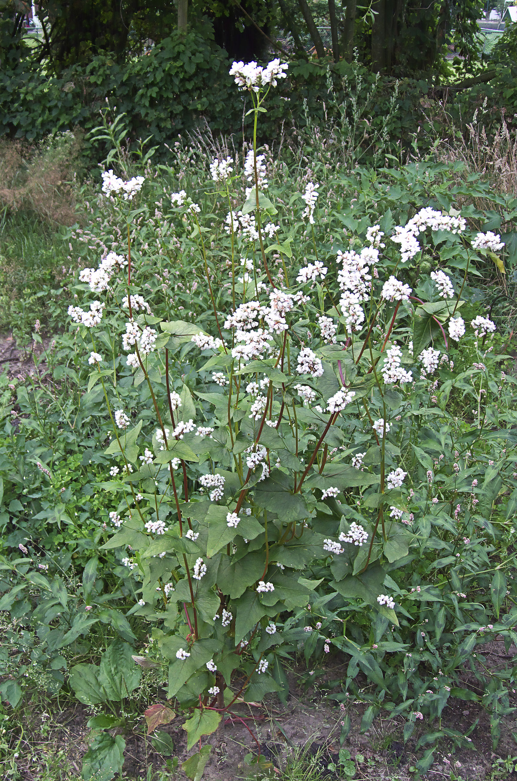 Fagopyrum_esculentum