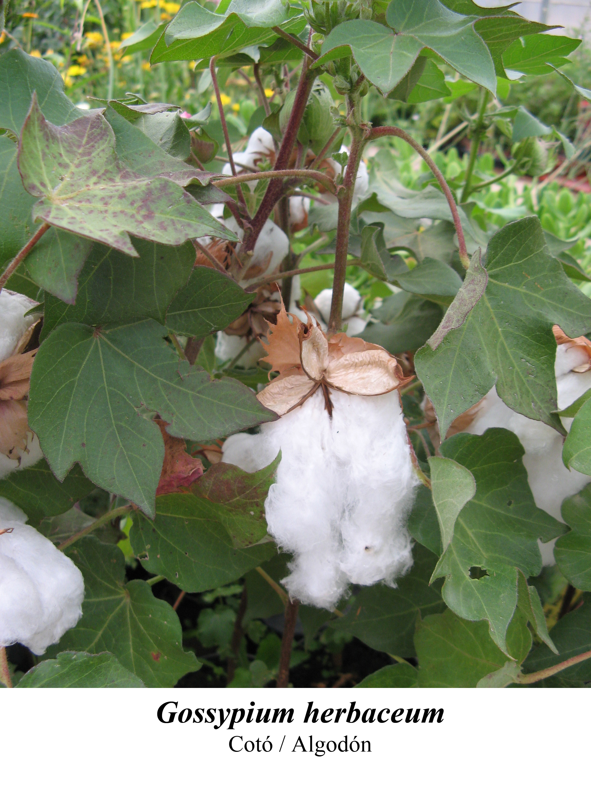 Gossypium_herbaceum