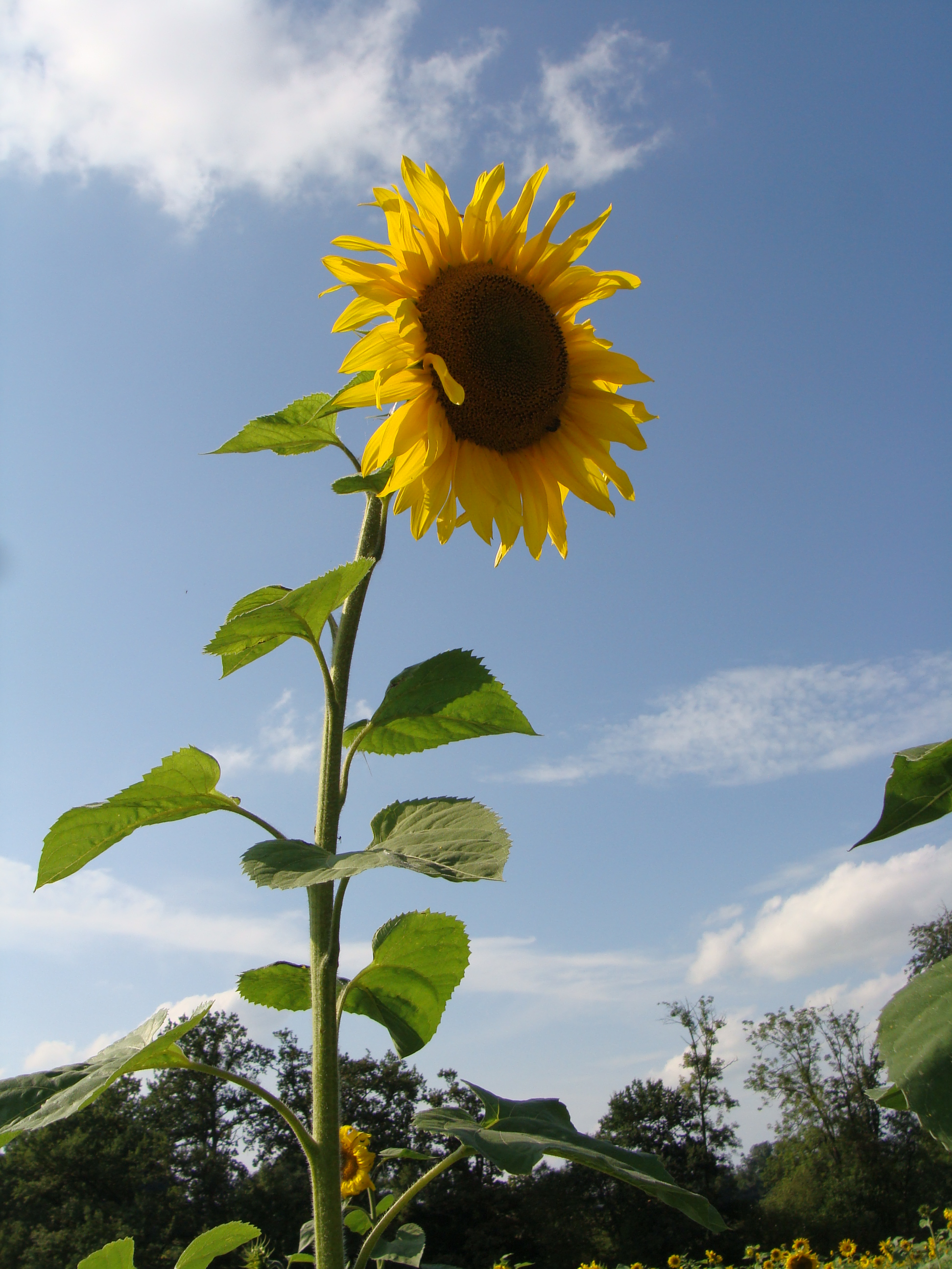 Helianthus_annuus