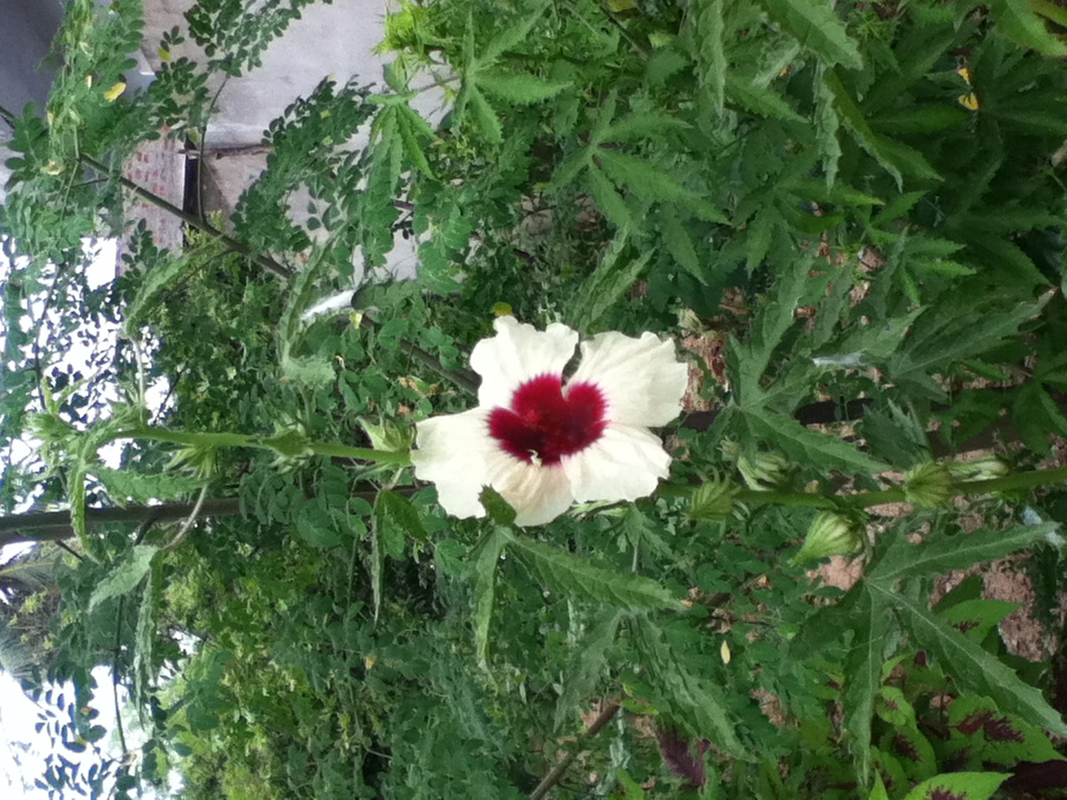 Hibiscus_cannabinus