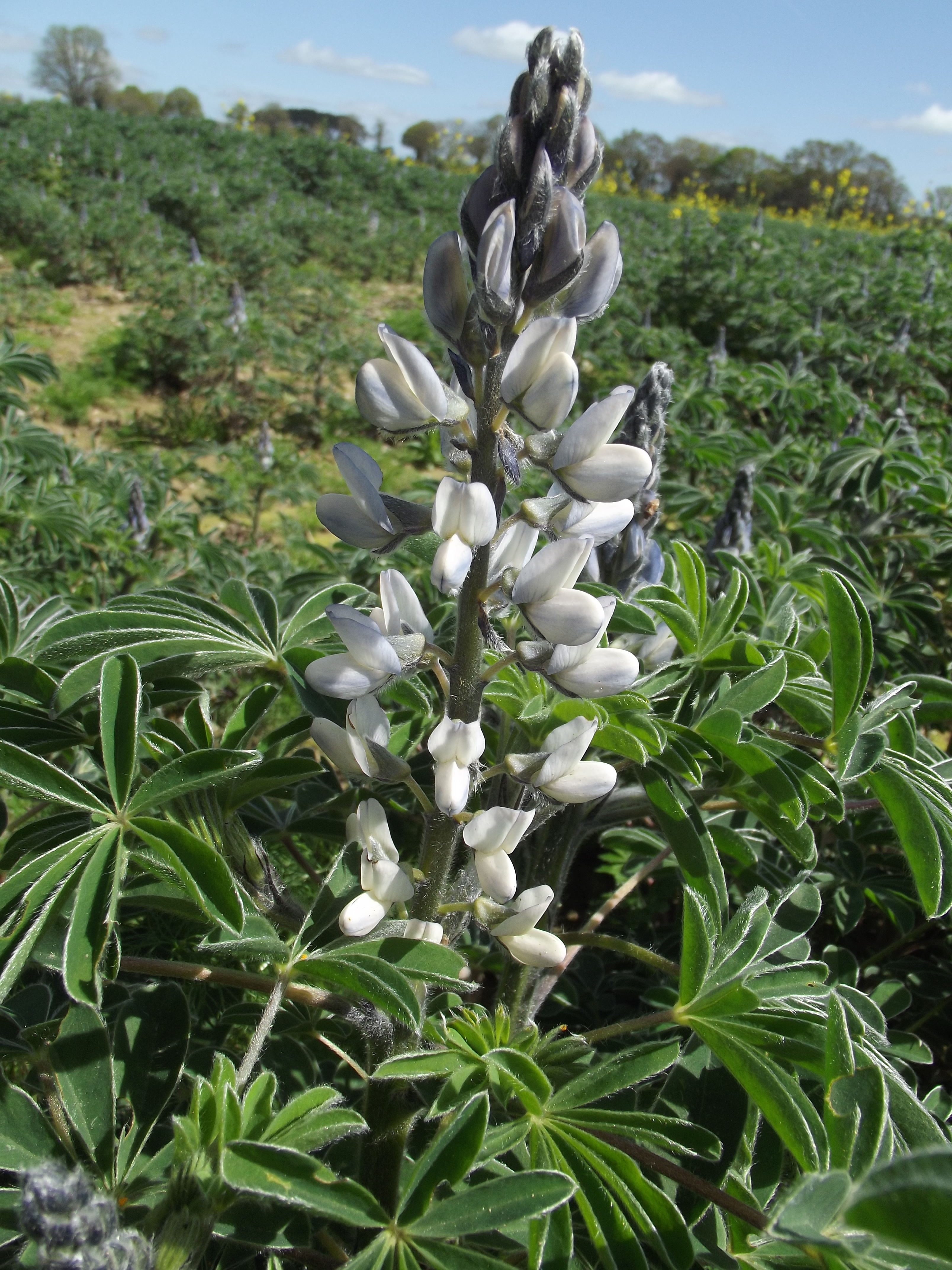 Lupinus_albus