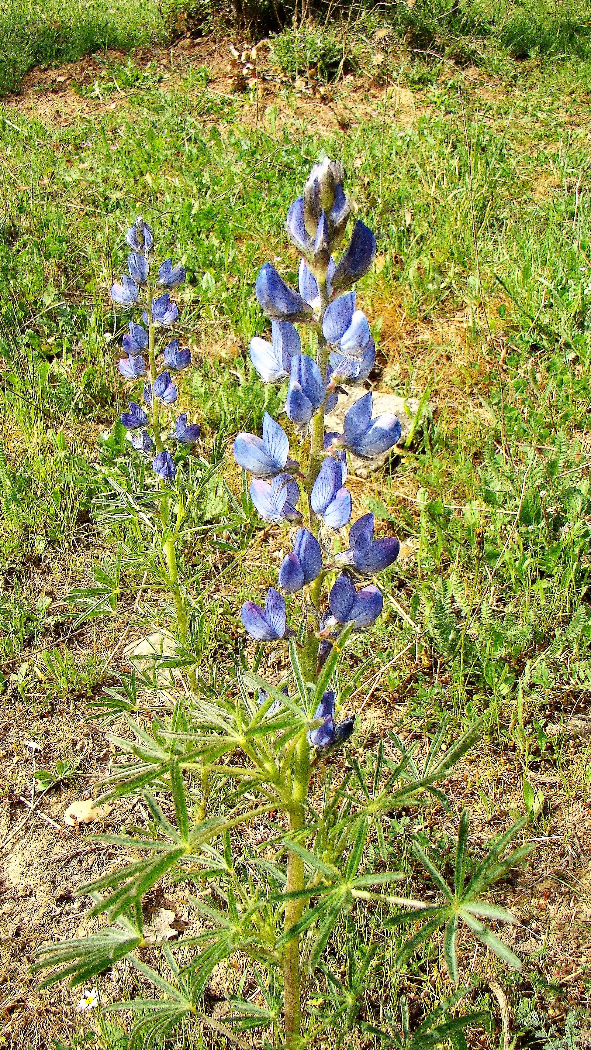 Lupinus_angustifolius