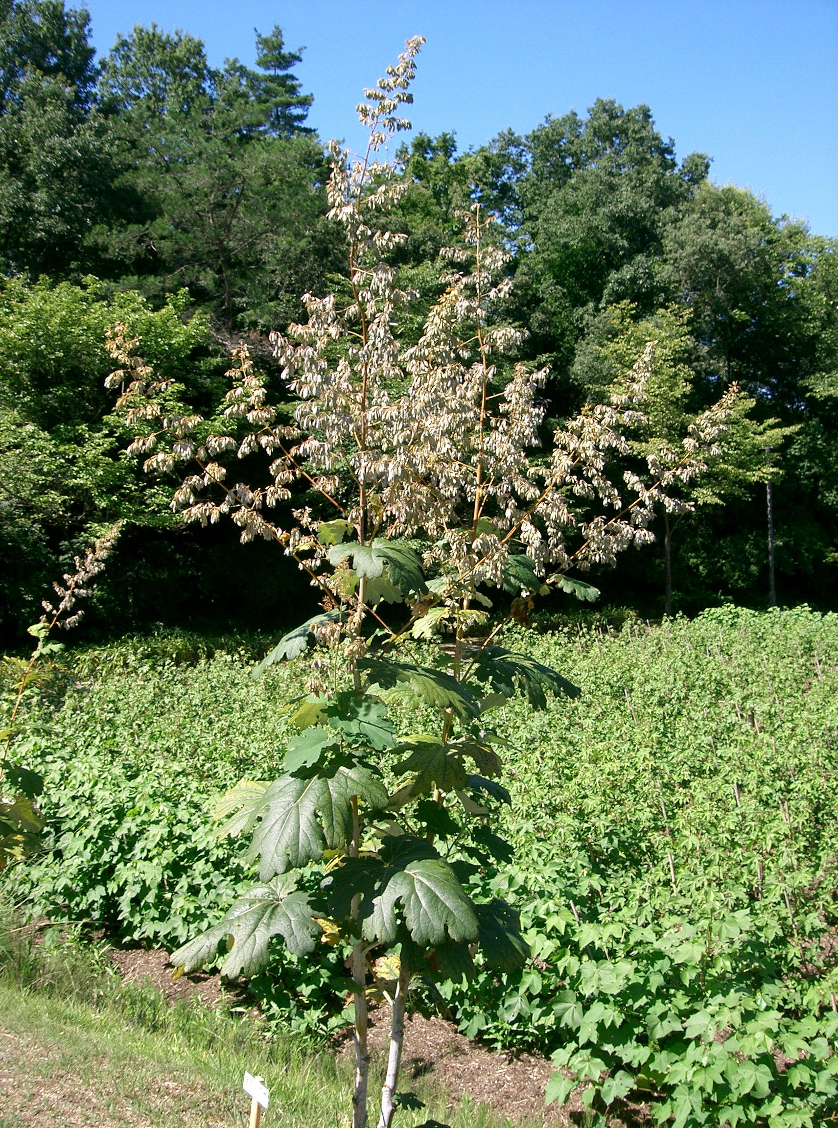 Macleaya_cordata