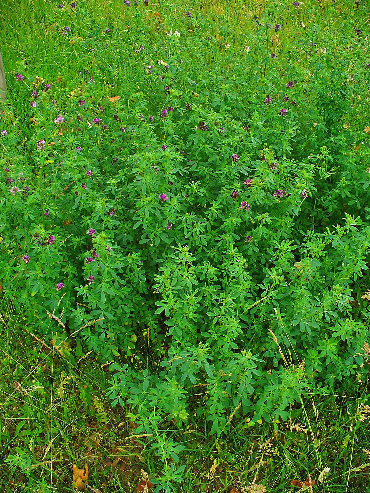 Medicago_sativa