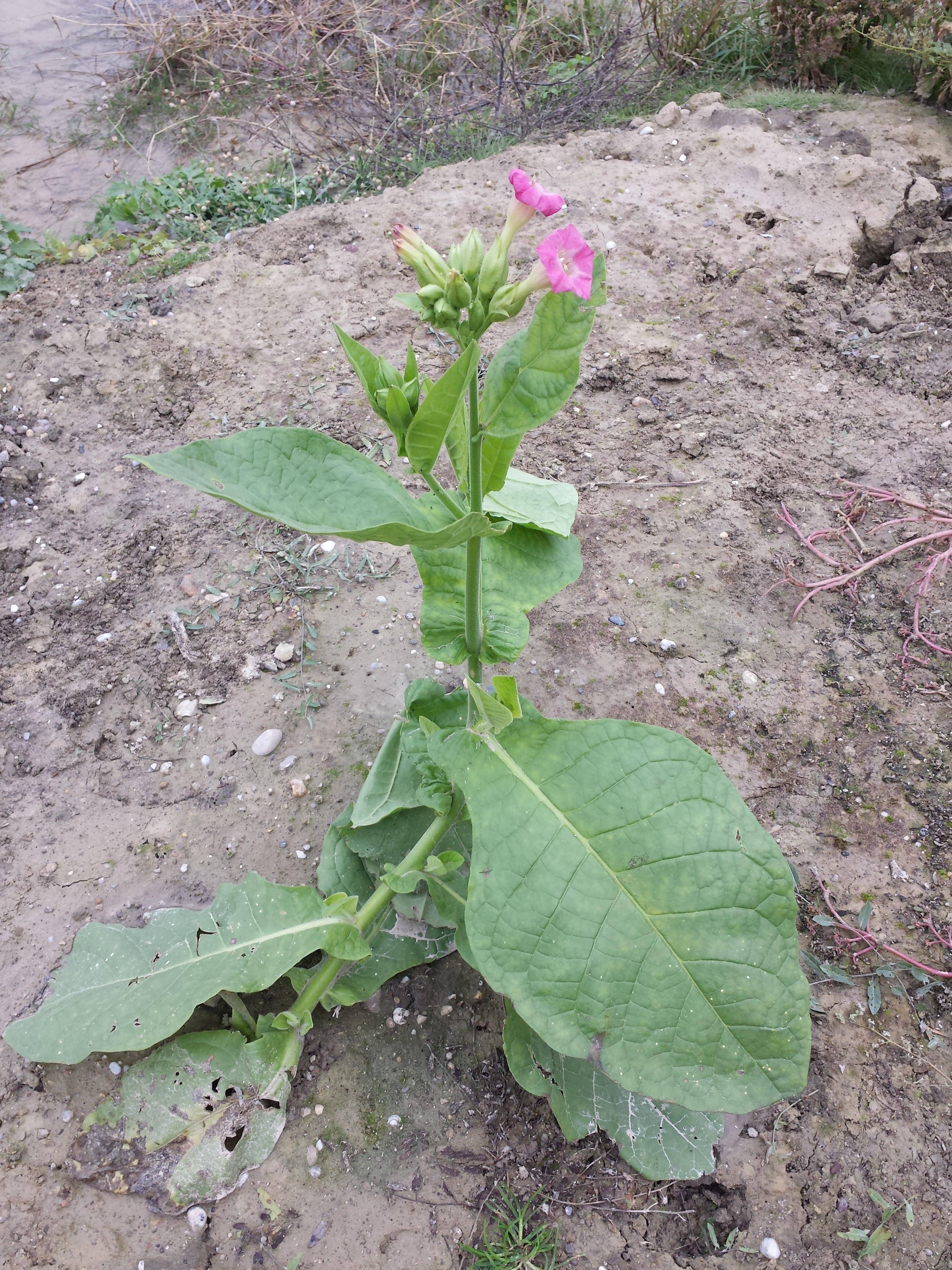 Nicotiana_tabacum