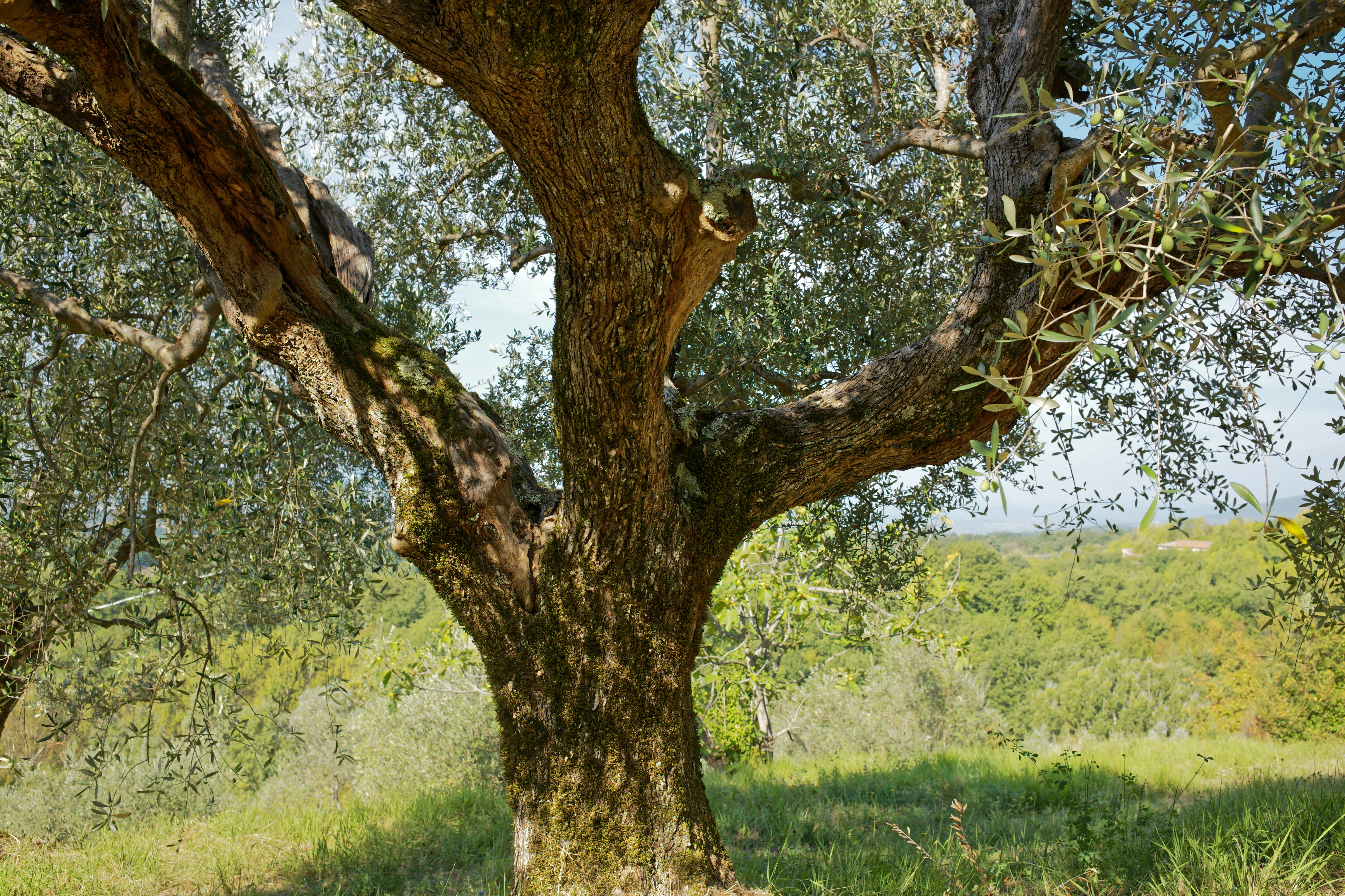 Olea_europaea