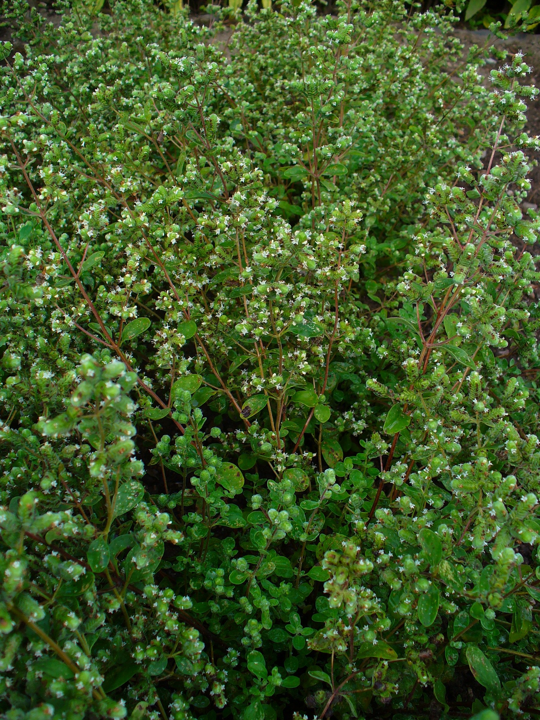 Origanum_majorana