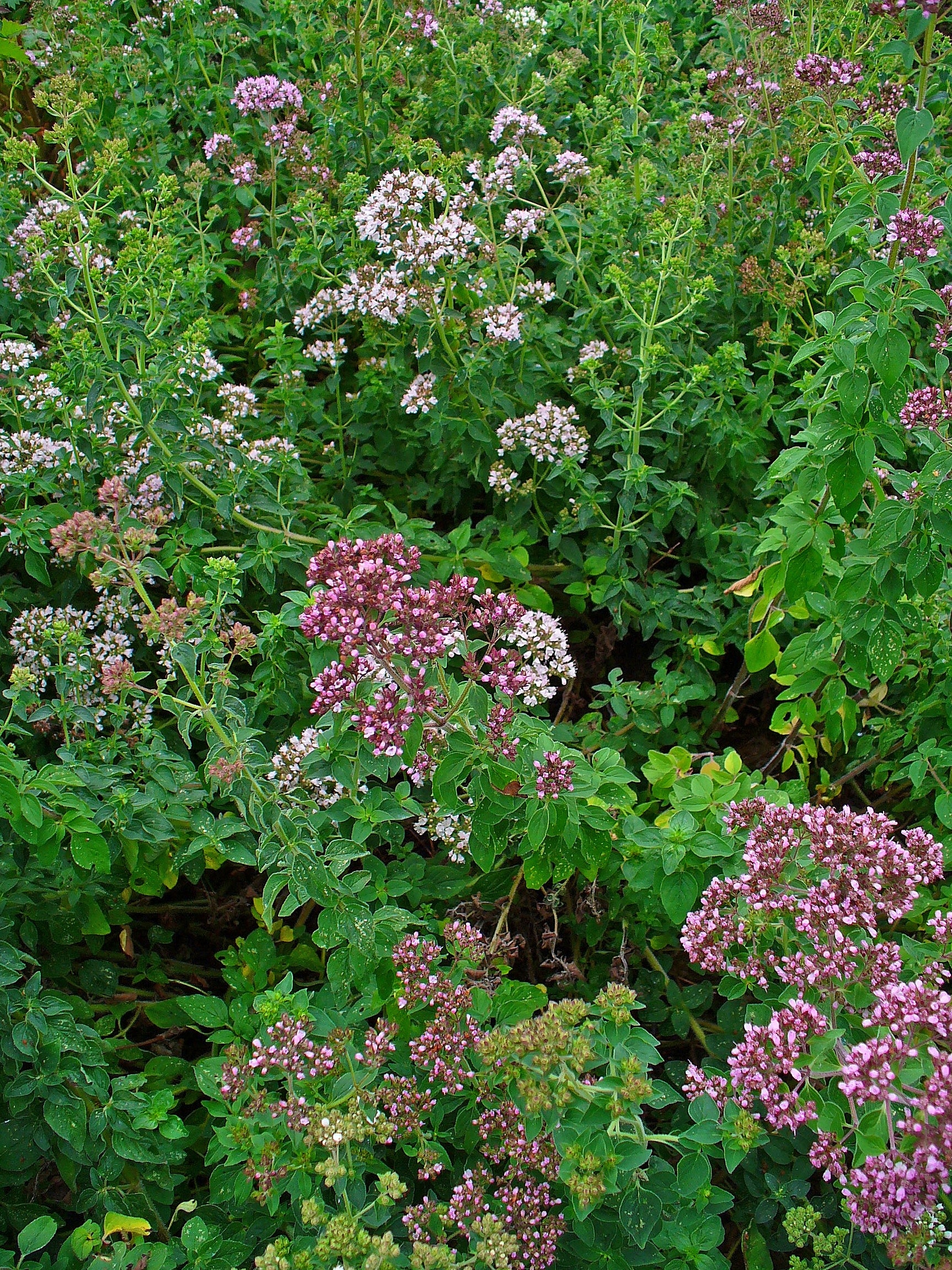 Origanum_vulgare