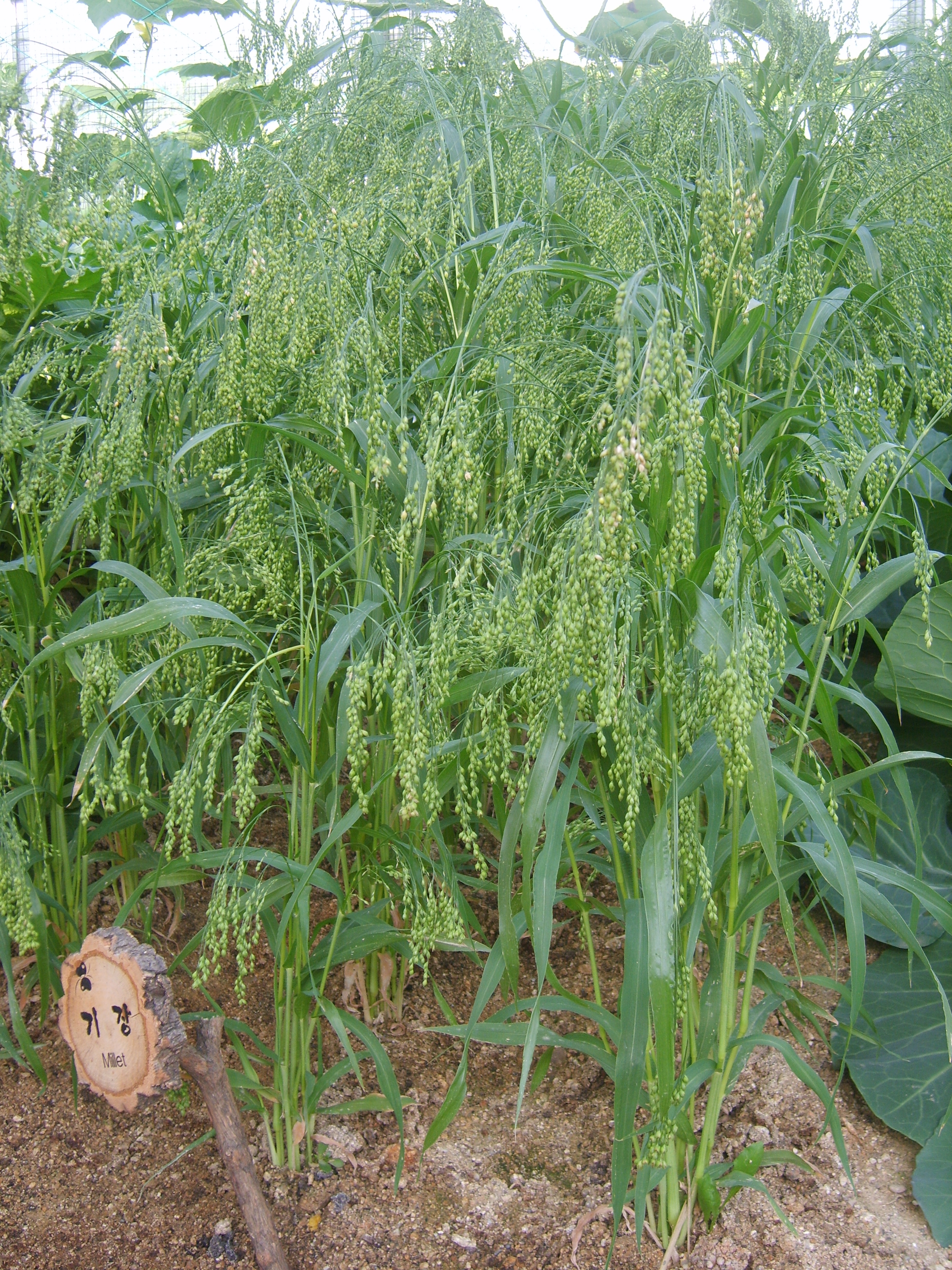 Panicum_miliaceum