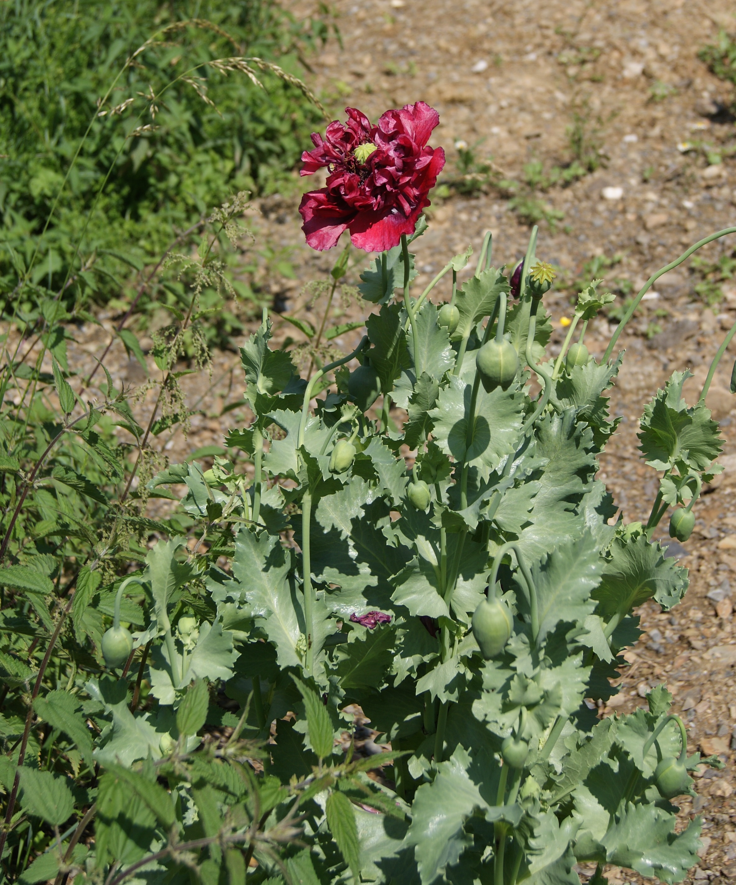 Papaver_somniferum