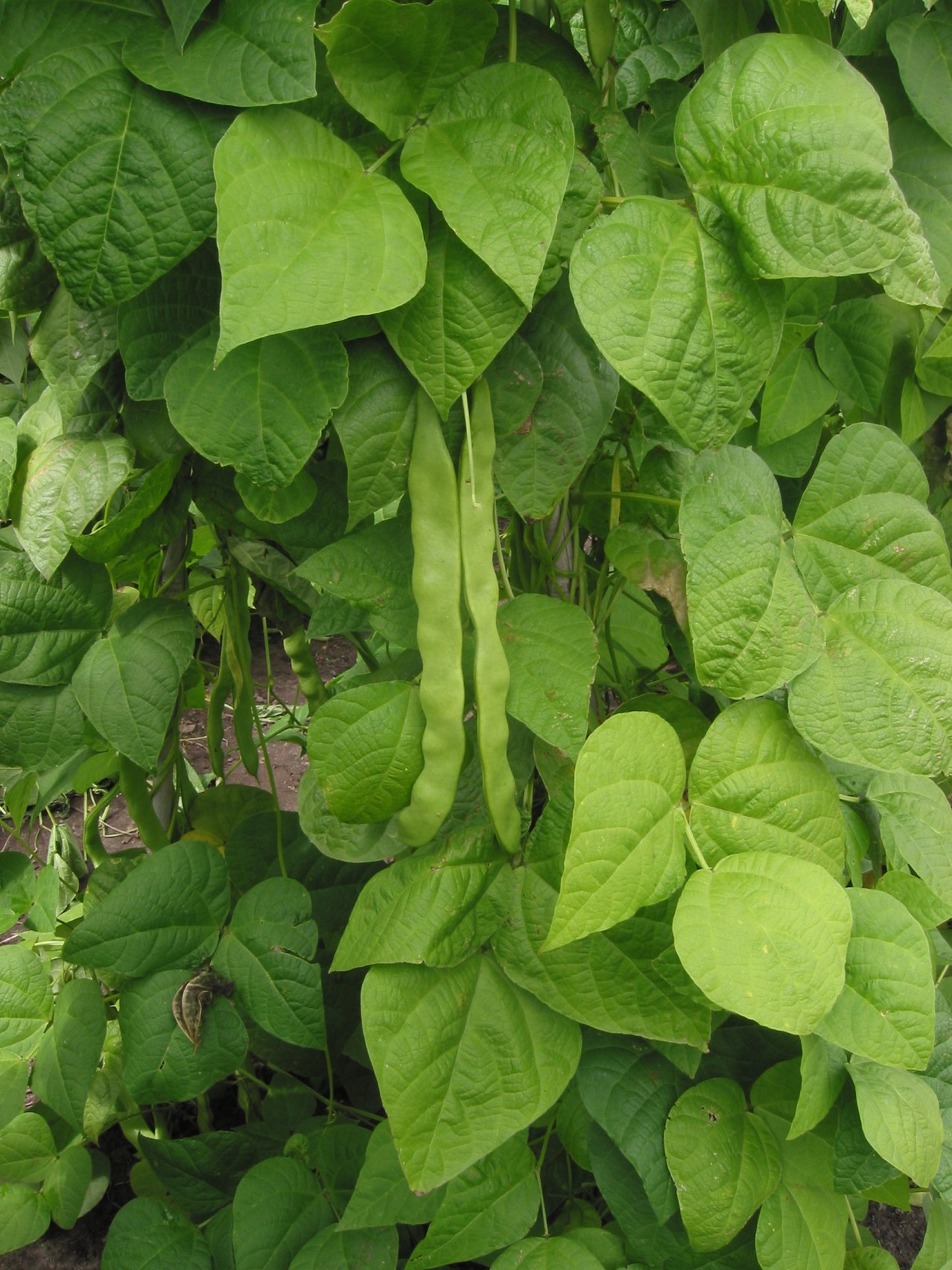 Phaseolus_vulgaris