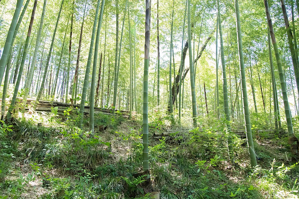 Phyllostachys_edulis