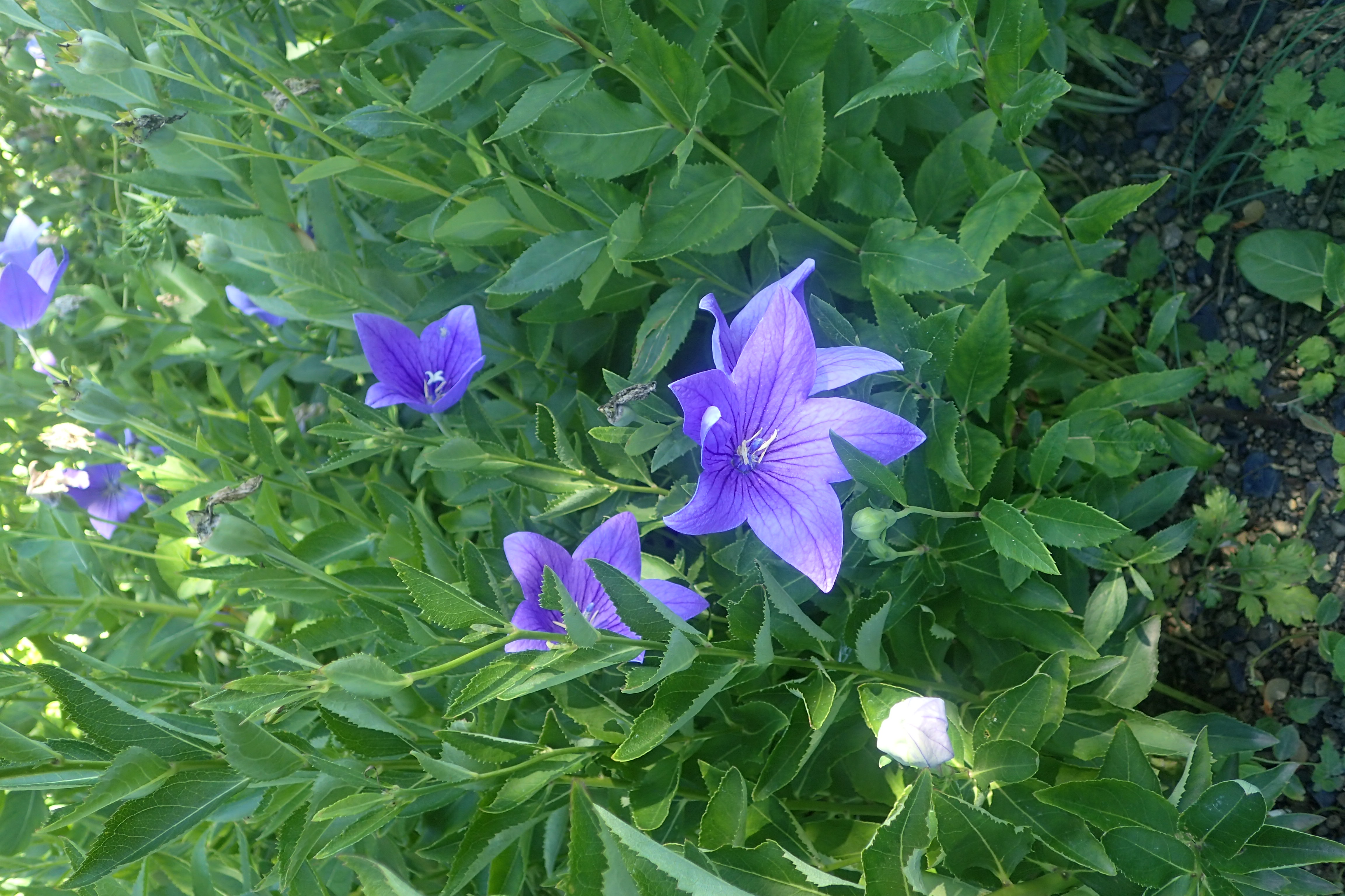 Platycodon_grandiflorus