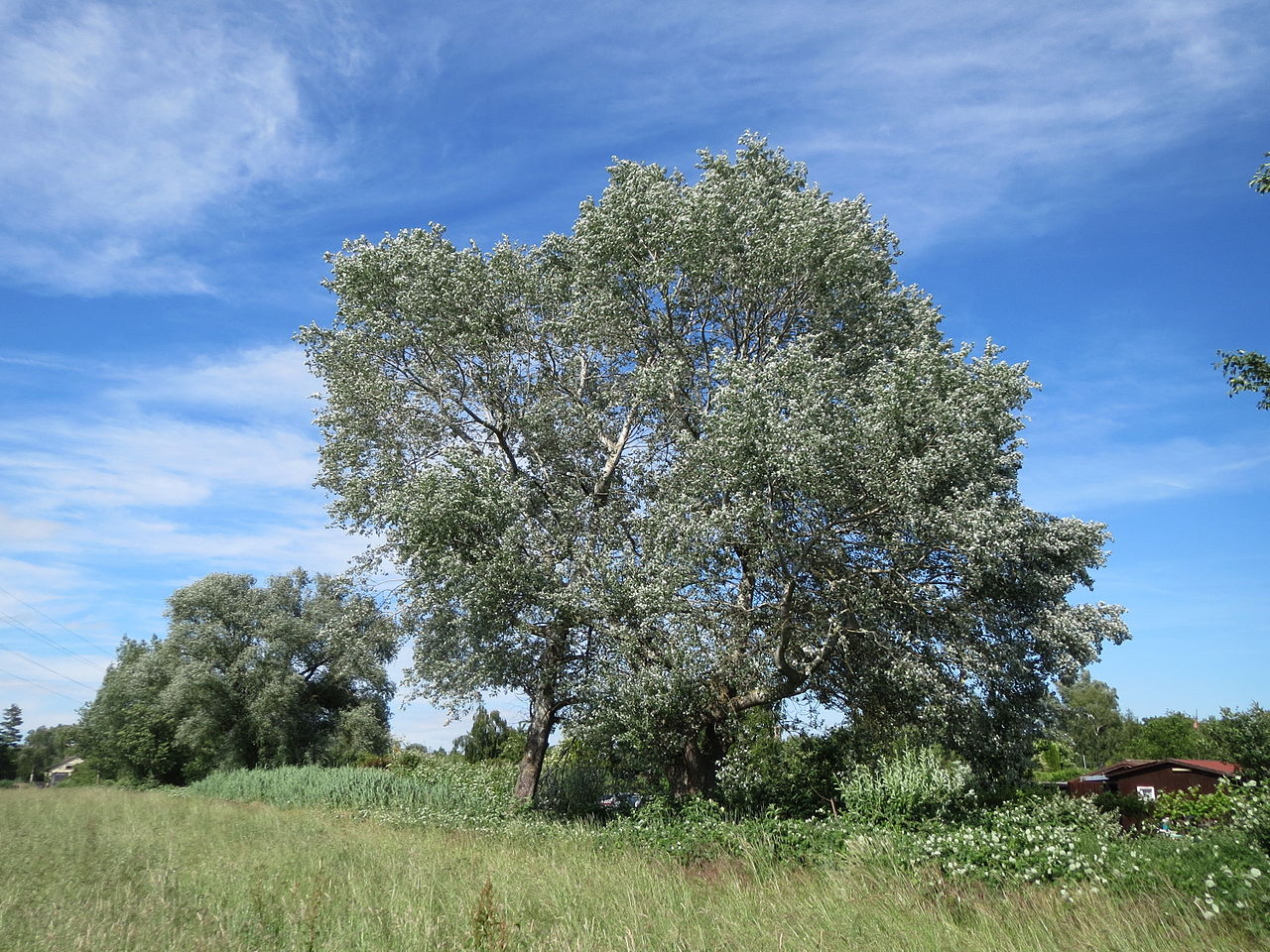 Populus_alba