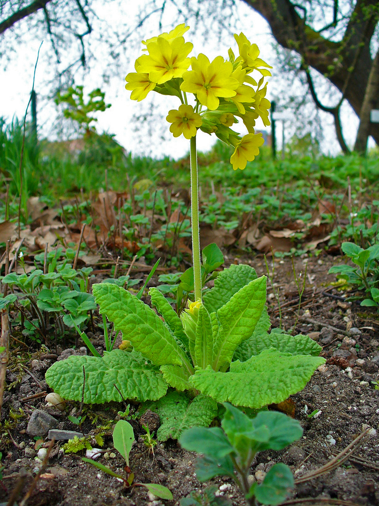 Primula_veris