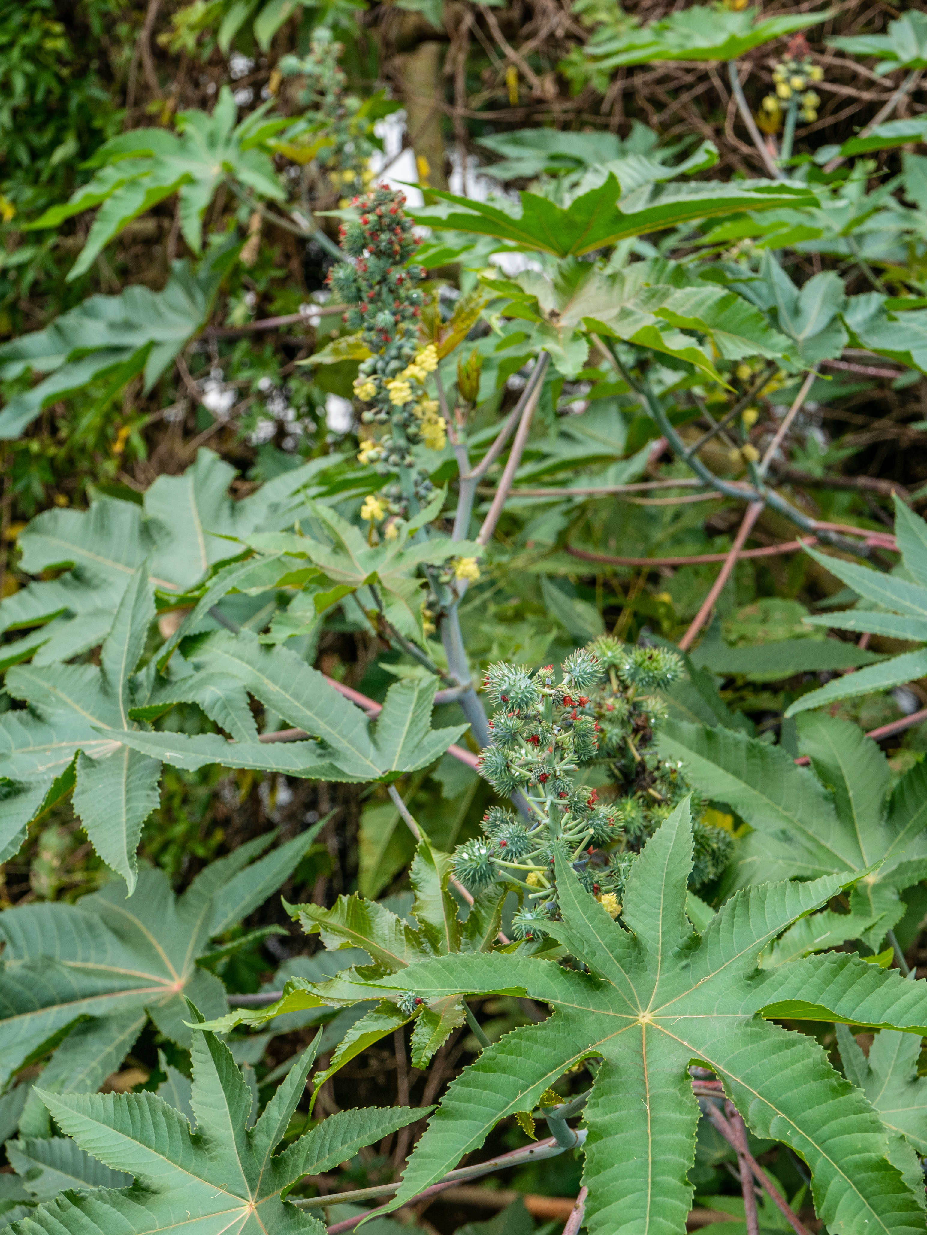 Ricinus_communis