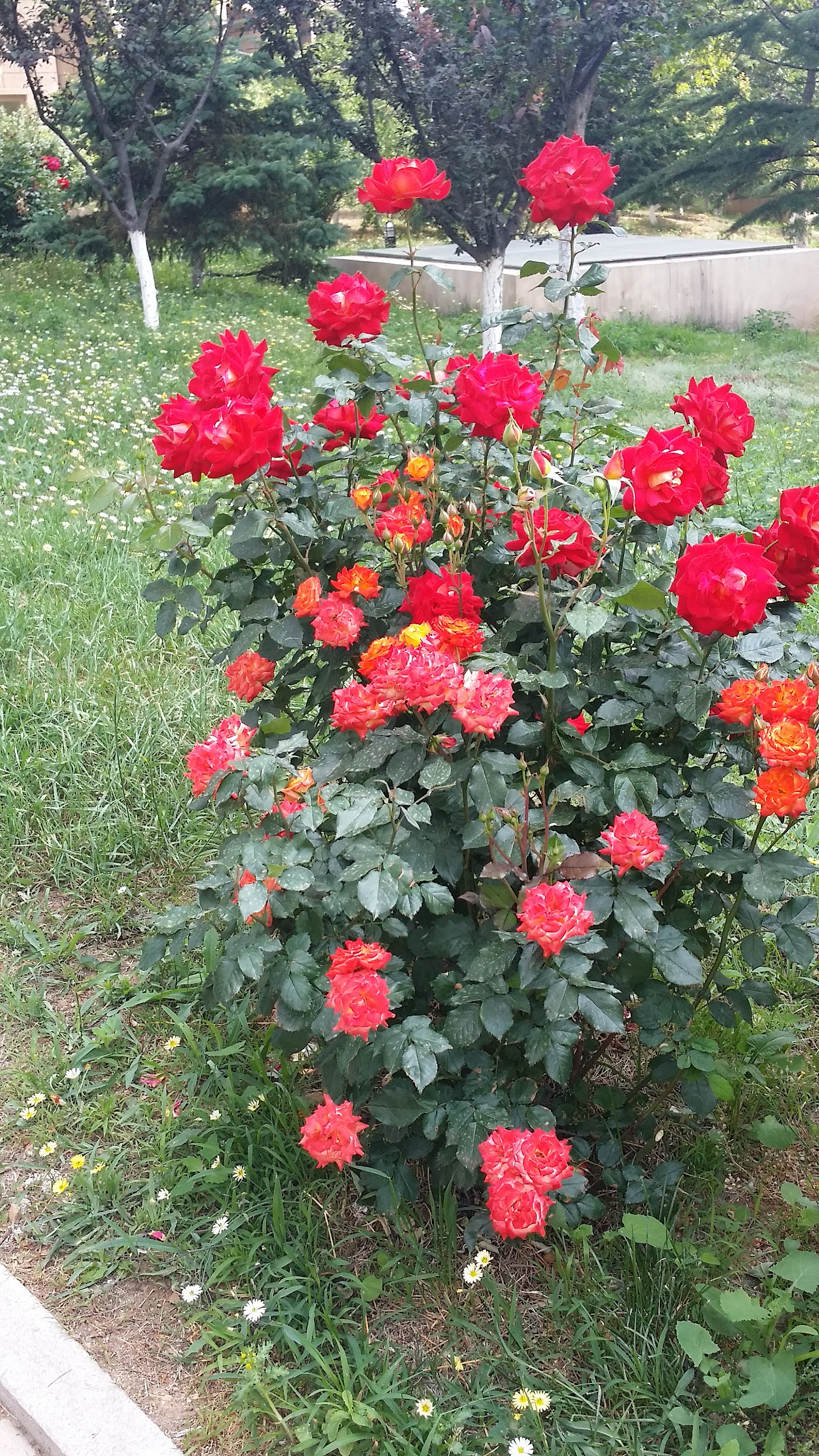 Rosa_chinensis