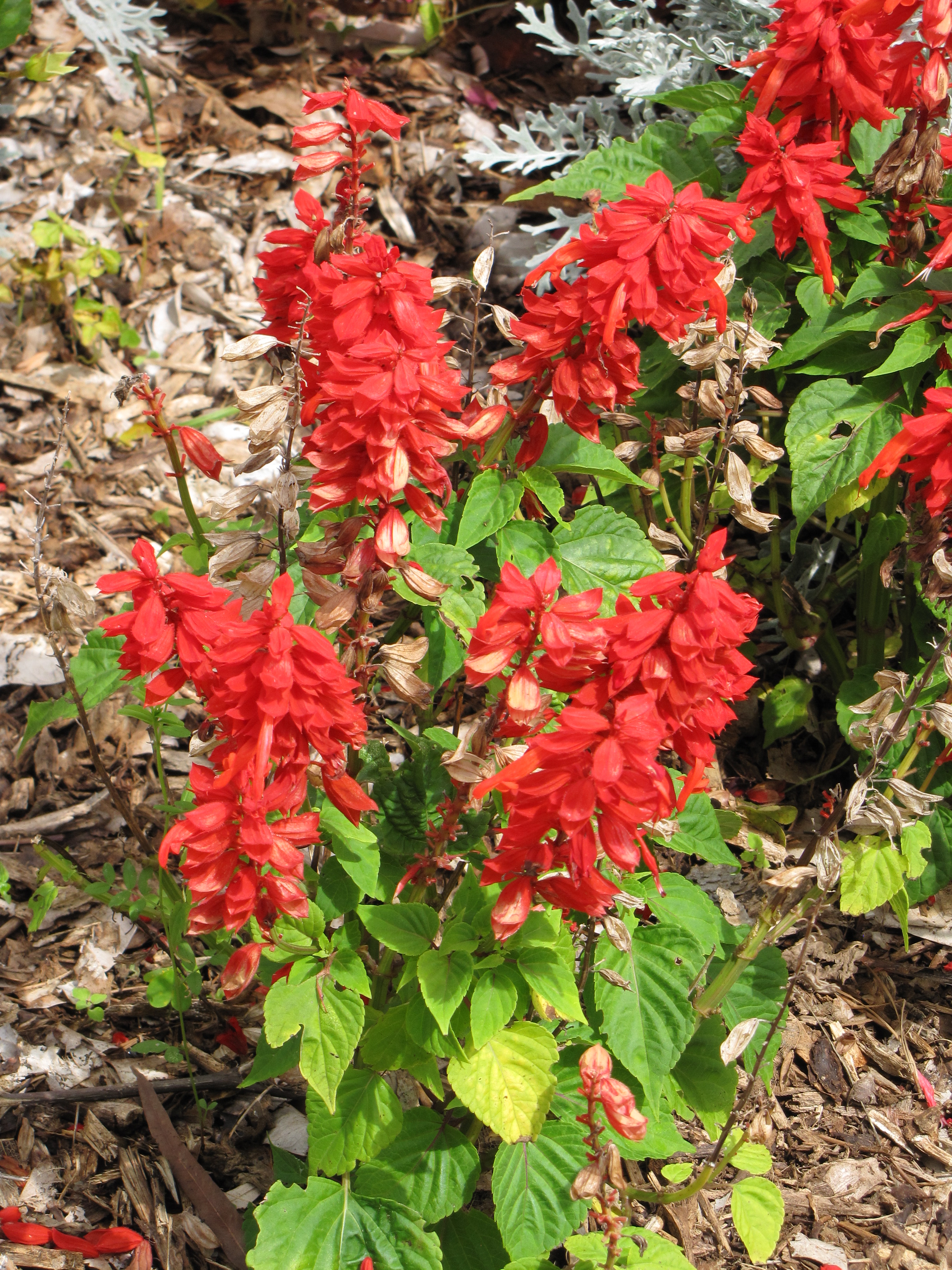 Salvia_splendens