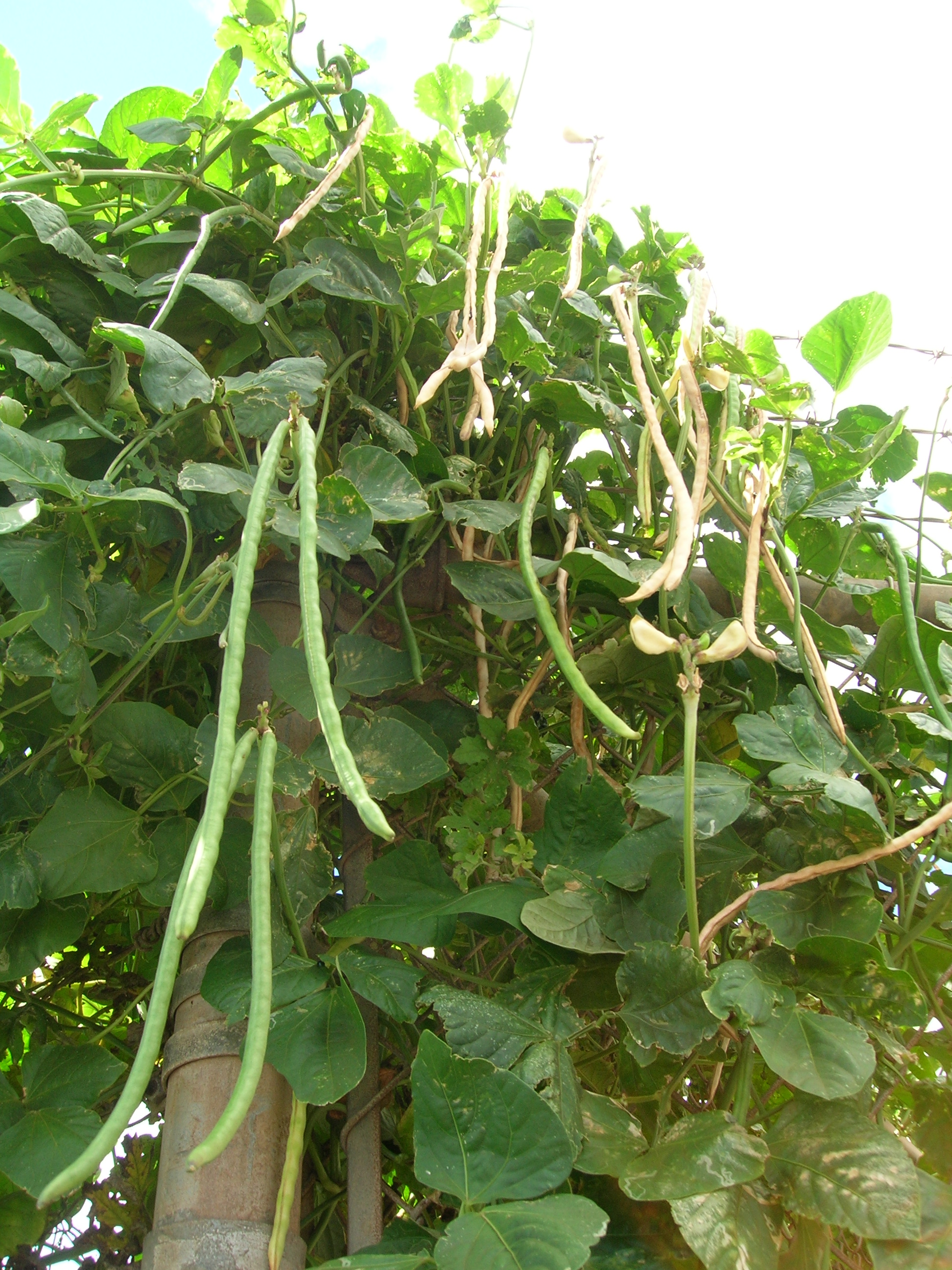 Vigna_unguiculata