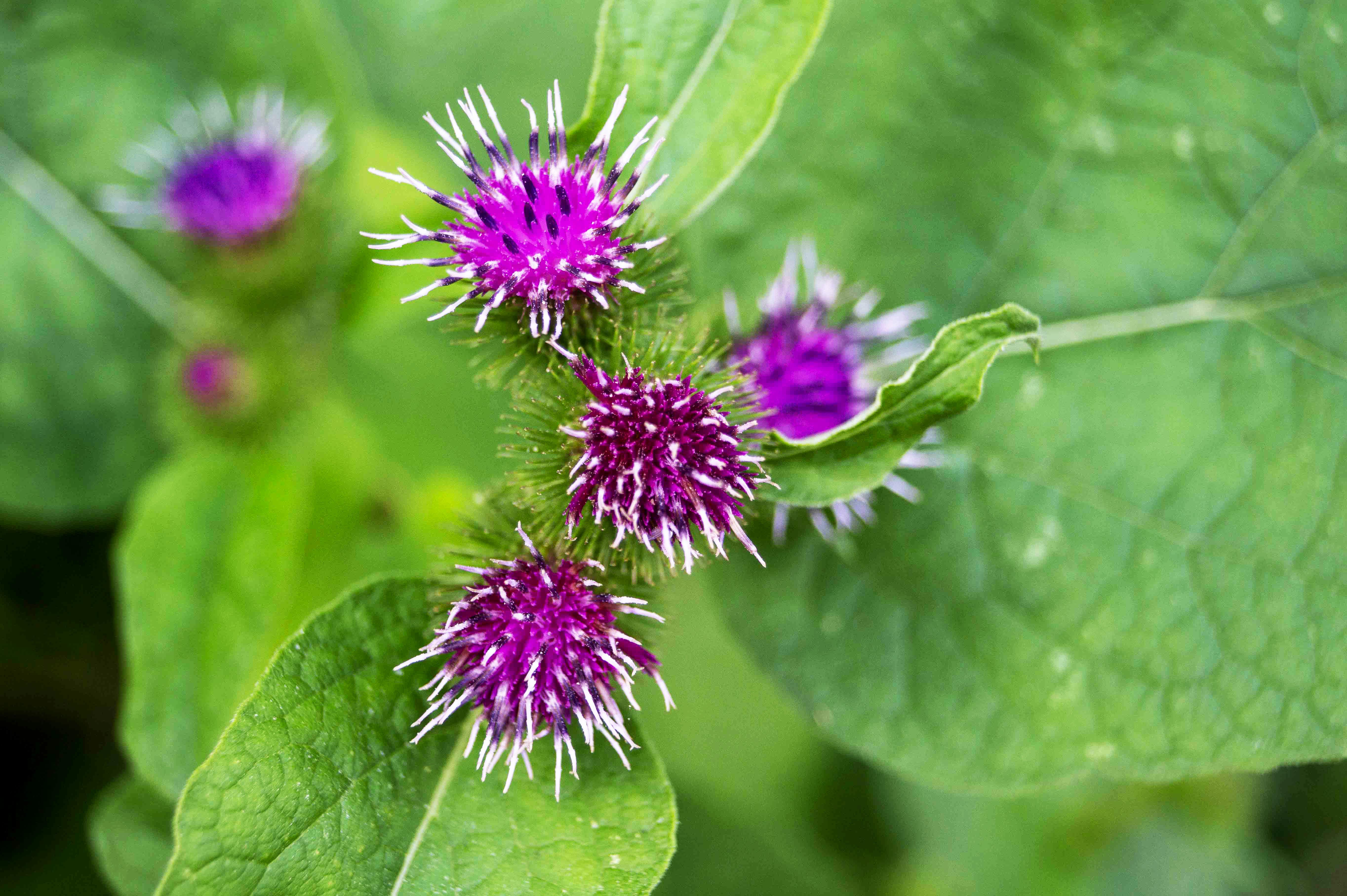 Arctium_minus