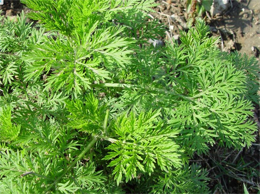 Artemisia_annua