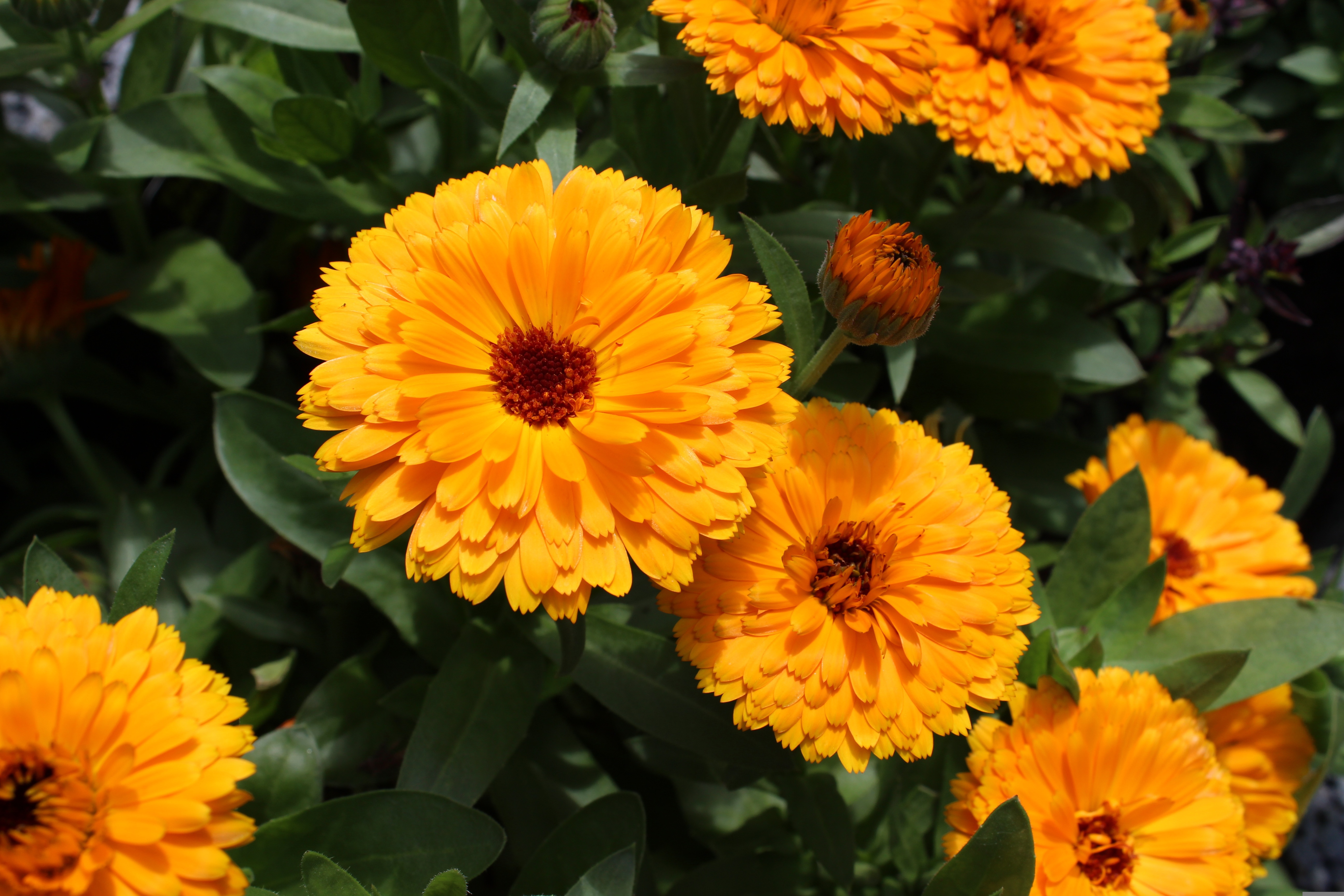 Calendula_officinalis