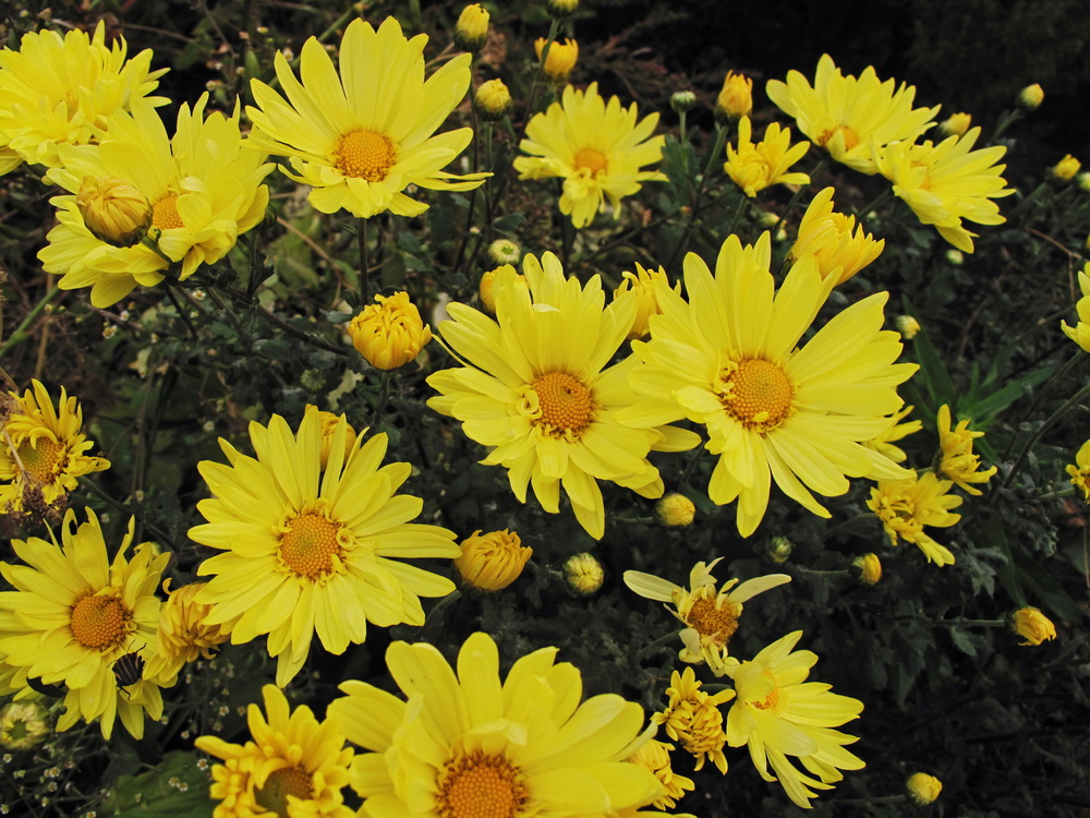 Chrysanthemum_indicum