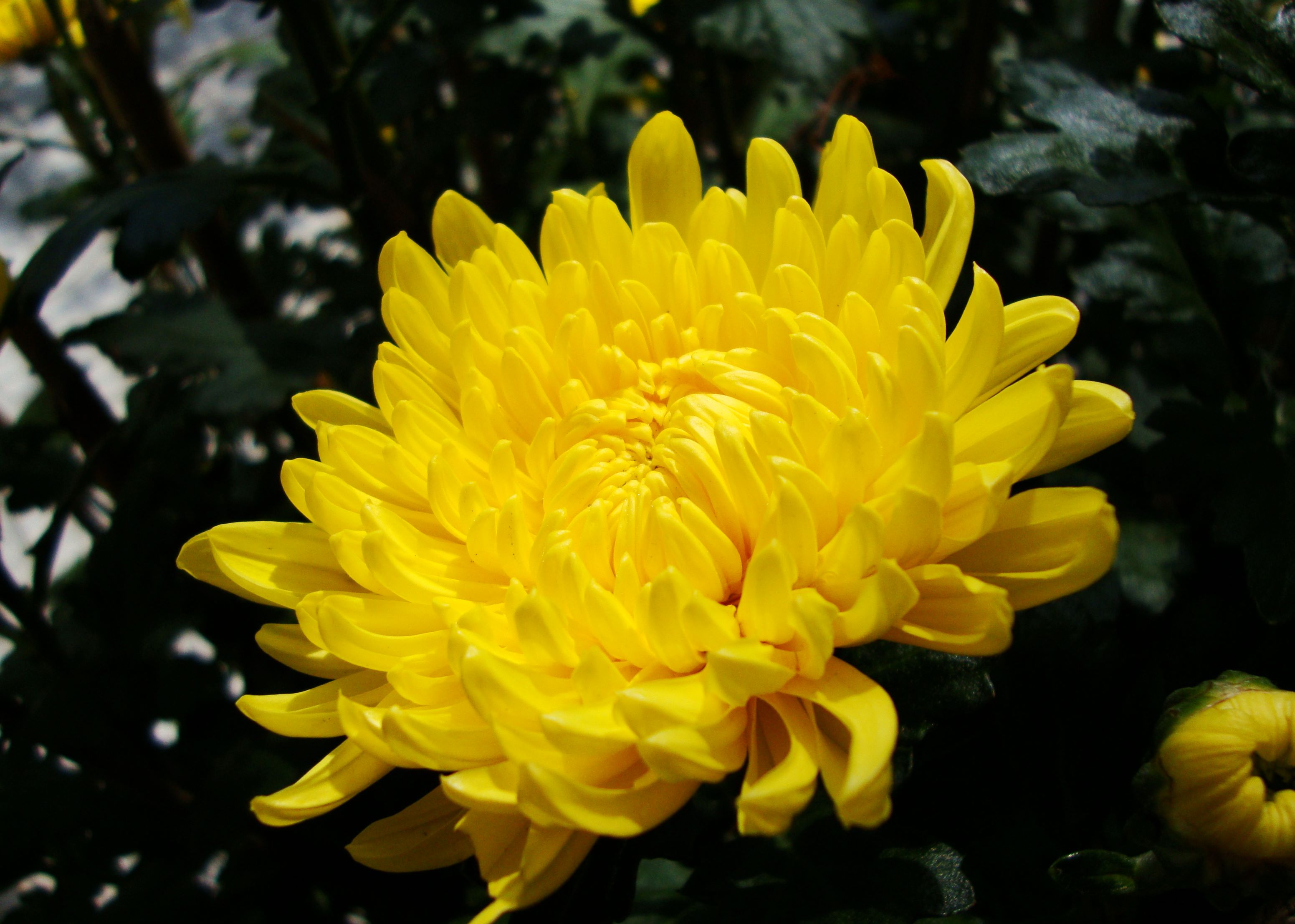 Chrysanthemum_morifolium